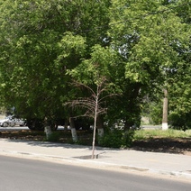 Мэрия Оренбурга установит бюст почетному гражданину города на месте засохшего дерева?