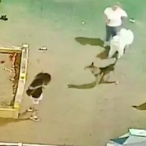 В Оренбурге очередная жертва бродячей собаки оказалась в больнице