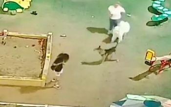 В Оренбурге очередная жертва бродячей собаки оказалась в больнице