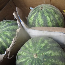 В Оренбургскую область прибыли первые партии арбузов и дынь