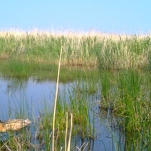 В светлинском джакузи охлаждаются не только кабанчики, но и водяной бык
