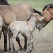 Лошадей Пржевальского в оренбургских степях теперь ровно сотня