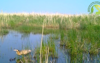 В светлинском джакузи охлаждаются не только кабанчики, но и водяной бык