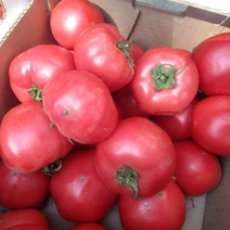 К ввозу в Оренбургскую область не допустили томаты и рыбу