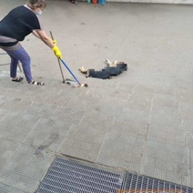 В Оренбурге неизвестные продолжают травить бездомных собак (18+)