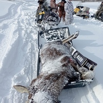 Депутат ГД РФ уверена, что хода делу о браконьерах, застреливших лосей, не будет