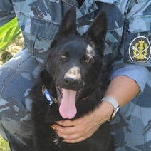 В Оренбургскую область на службу приезжают восемь щенков немецкой овчарки