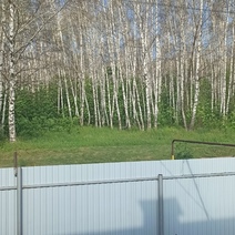 В Абдулино гусеницы доедают последние деревья