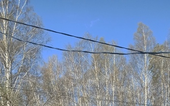 В Абдулино гусеницы доедают последние деревья