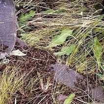 В Оренбургском районе после обработки химикатами пасечники лишились всех своих пчёл