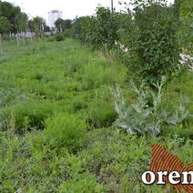 В Оренбурге сквер им. В.Н. Лебедева и Р.Ф. Сираева превращается в джунгли