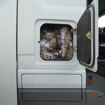 В Оренбургской области застопорилось дело о пропаже рысьих шкур со склада ОМВД