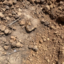 В Оренбургском районе обнаружен скелет человека (18+)