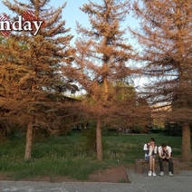 В Оренбурге массово погибают ёлки, причиной тому стала банальная вещь