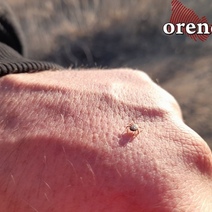 В Оренбургской области выявили второй случай клещевого вирусного энцефалита у человека