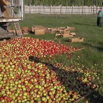 В Оренбургской области за три года уничтожили 367,6 тонн санкционных овощей и фруктов