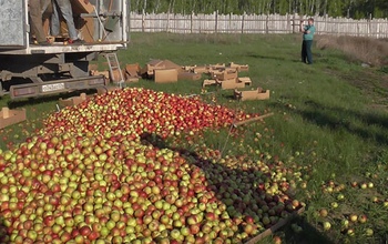 В Оренбургской области за три года уничтожили 367,6 тонн санкционных овощей и фруктов