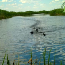 Лысухи в светлинском биозаказнике устроили драку