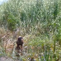 Жертвы боятся и падают в обморок: угрюмый охотник поселился в Светлинском районе