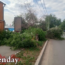В Оренбурге дерево рухнуло на машину беременной женщины
