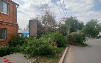В Оренбурге дерево рухнуло на машину беременной женщины