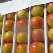 В Оренбургскую область прибыла партия заражённых нектаринов