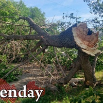 В Оренбурге на улице Пороховой рухнуло дерево