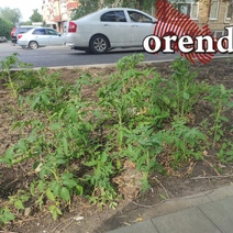 Оренбург окультуривается