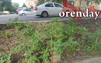 Оренбург окультуривается