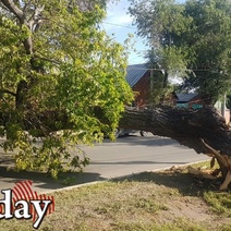 В Оренбурге рухнувшее дерево оборвало контактную сеть и лежит на дороге