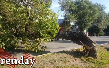 В Оренбурге рухнувшее дерево оборвало контактную сеть и лежит на дороге