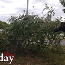 В Оренбурге продолжают падать деревья