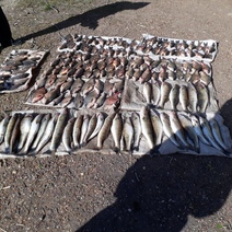 В Адамовском районе незаконная ловля рыбы обернулась штрафом в 700 000 рублей