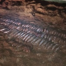 В Оренбуржье попался браконьер