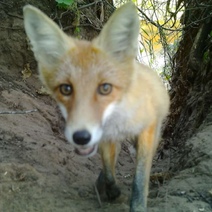 В Пономаревском районе лиса устроила переполох в небольшом селе