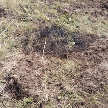 Под Бугурусланом КамАЗ залил сельхозугодья гудроном