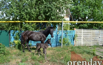 Оренбурженка выгуливала на детской площадке … лошадь
