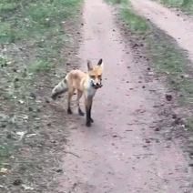 Так вот где тайник: в Бузулукском бору лиса сдала места, где прячет добычу