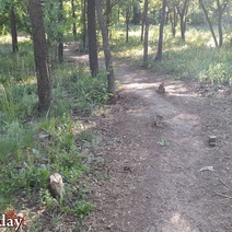 Мэрию Оренбурга обязали провести инвентаризацию всех деревьев