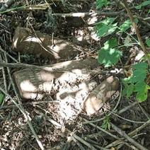 В Оренбурге под кустом обнаружили целый арсенал боевых снарядов