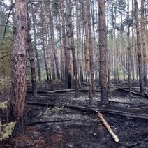Из-за молнии в выходные полыхнул нацпарк 