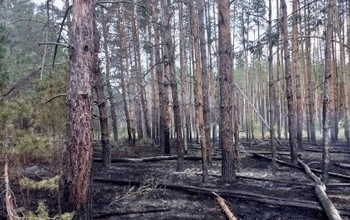 Из-за молнии в выходные полыхнул нацпарк 