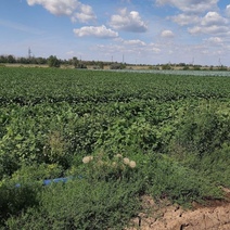 Под Краснохолмом обнаружили незаконные овощные плантации