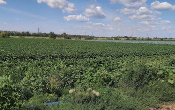 Под Краснохолмом обнаружили незаконные овощные плантации