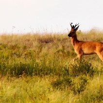 Оренбургские сурки и суслики уже уходят в спячку