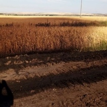 В Оренбуржье аварии на нефтепроводах уничтожили посевы пшеницы и не только