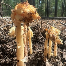 В Бузулукском бору появились 