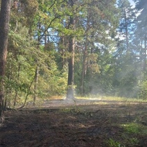 В Бузулукском бору прошел 