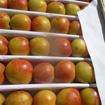 В Оренбургскую область снова привезли заражённые нектарины