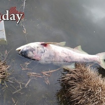 В Орске из-за слива в Урал сточных вод погибла рыба